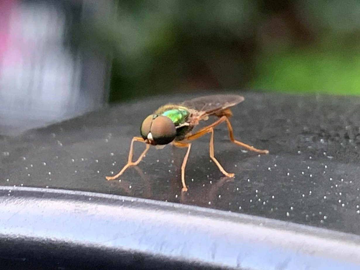 Bees of North Florida and South Georgia